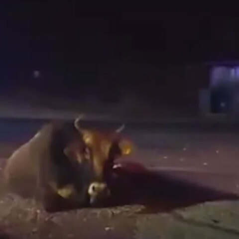 Η αγελάδα που τραυματίστηκε σε τροχαίο στην Καβάλα