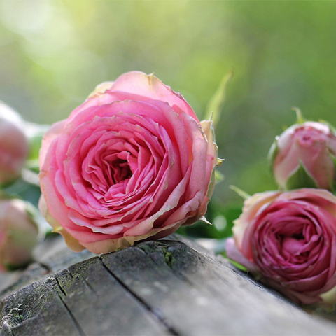 Λουλούδι - γιορτή