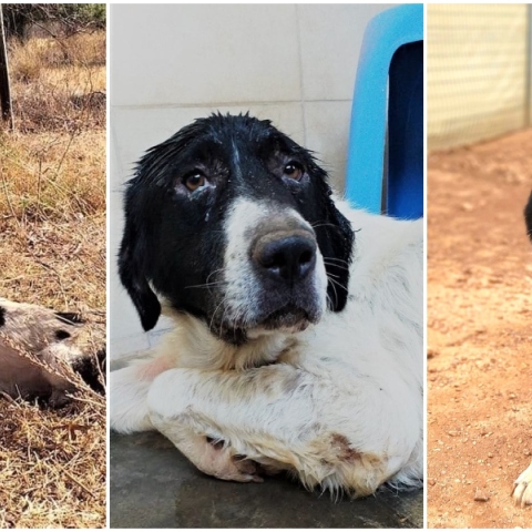  Επίσκεψη στο καταφύγιο ζών ΚΑΖ