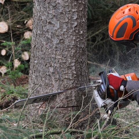 Αυξητικές τάσεις για την αποψίλωση δασών στη Δυτική Ευρώπη