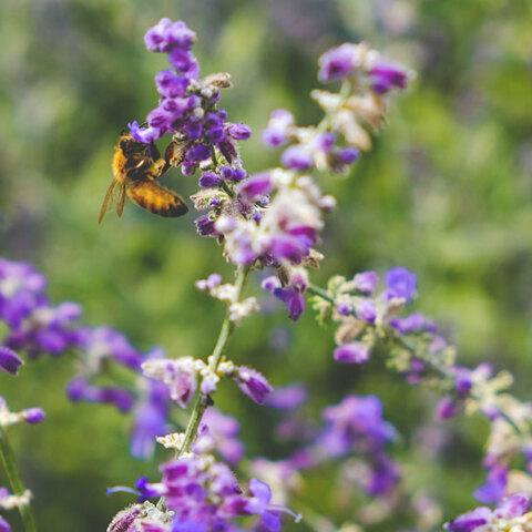 Μέλισσα σε λουλούδι