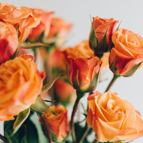 Λουλούδι - γιορτή