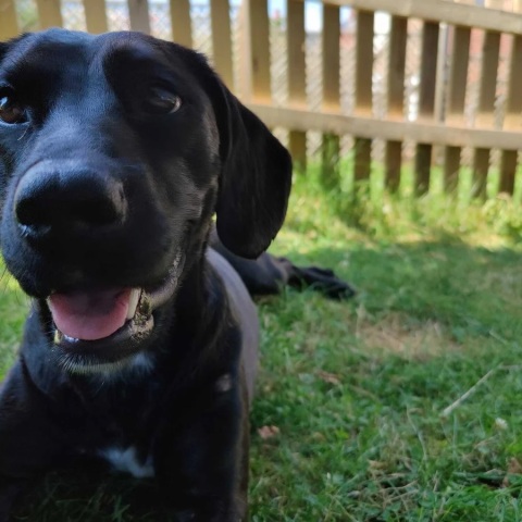 They flew to Nashville. Bluebell, their dog, was sent to Saudi Arabia