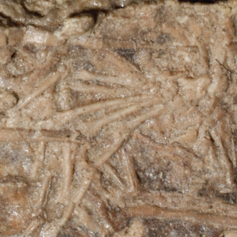 Το απολίθωμα του Μικροράπτορα στο εσωτερικό του οποίου οι επιστήμονες ανακάλυψαν ένα δεύτερο μικρότερο απολίθωμα ενός άλλου ζώου