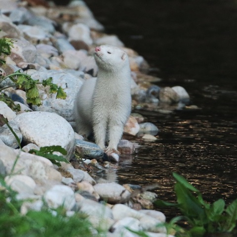 ΕΝΑ ΜΙΝΚ ΣΤΟ ΚΗΦΙΣΟ (ΜΑΡΚΟΣ ΧΟΥΖΟΥΡΗΣ / EUROKINISSI)