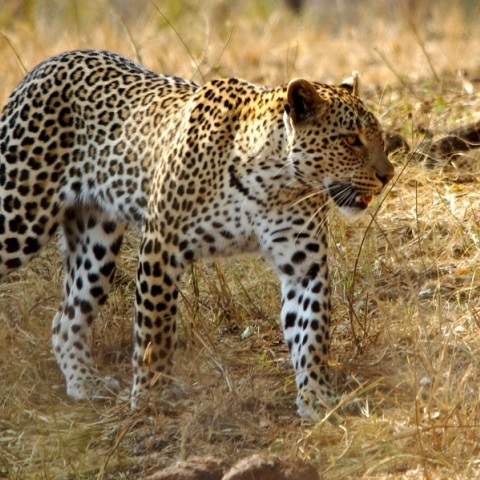 Ινδία: Τουλάχιστον 15 τραυματίες από επίθεση λεοπάρδαλης σε πανεπιστημιούπολη 