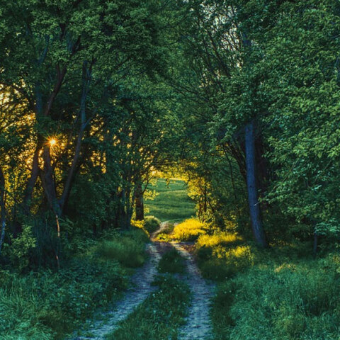 Με το πάτημα ενός κουμπιού η πρόσβαση στους νέους δασικούς χάρτες μετά την κύρωσή τους