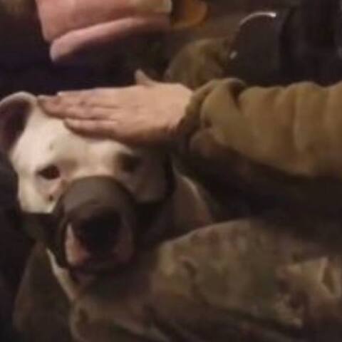 Ουκρανία: Ένα πιτμπουλ τεριέρ που είχε κλαπεί από τους ρώσους επέστρεψε στον ιδιοκτήτη του μετά από ανταλλαγή αιχμαλώτων 