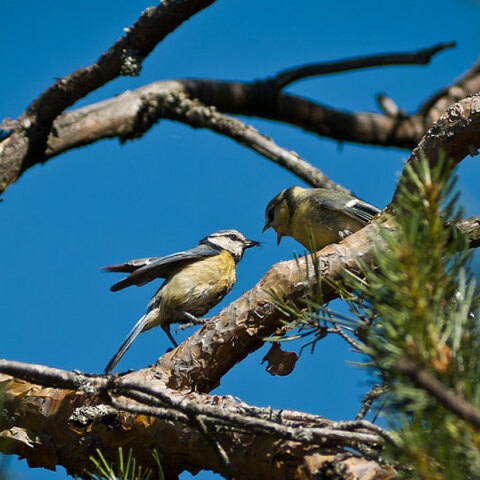 Καλές καιρικές συνθήκες σήμερα Πρωτοχρονιά 2023