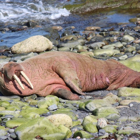 Στη βρετανική πόλη του Σκάρμπορο δεν έπεσαν πυροτεχνήματα λόγω ενός σπάνιου θαλάσσιου ίππου