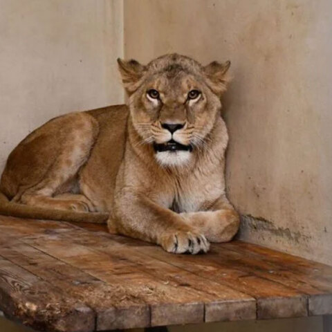 Το ένα από τα τρία λιοντάρια που μεταφέρθηκαν στη Δανία από την Ουκρανία