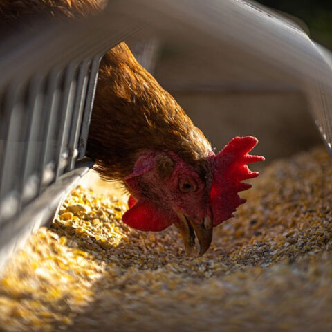 Σε έξαρση η γρίπη των πτηνών στην Τσεχία