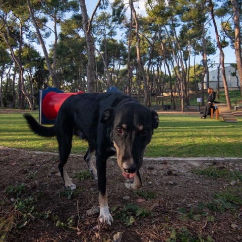 Δήμος Αθηναίων: Δύο νέα σύγχρονα πάρκα σκύλων στην πόλη