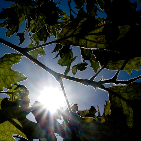 Καιρός - Ήλιος
