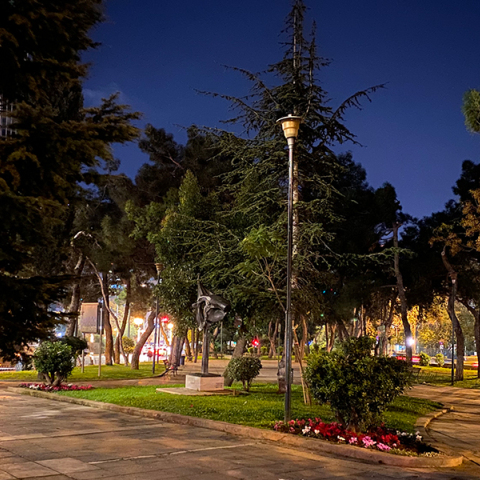 Άλσος της μιας νυκτός