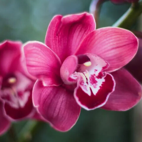 Φώτης και Φωτεινή έχουν γιορτή σήμερα 6 Ιανουαρίου, σύμφωνα με το εορτολόγιο