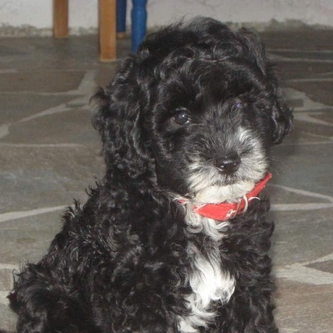 Νηπιαγωγός έγραψε βιβλίο για το σκυλάκι της που έφυγε από ανίατη ασθένεια