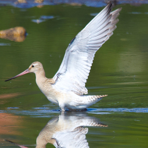 Θαλασσολιμόζα κατέρριψε ρεκόρ Γκίνες πετώντας από την Αλάσκα στην Αυστραλία χωρίς στάση