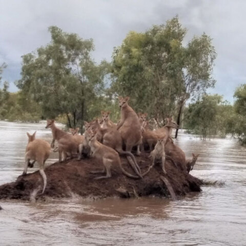 Καγκουρό στην Αυστραλία πάνω σε «βουνό» από χώμα για να σωθούν από τις πλημμύρες