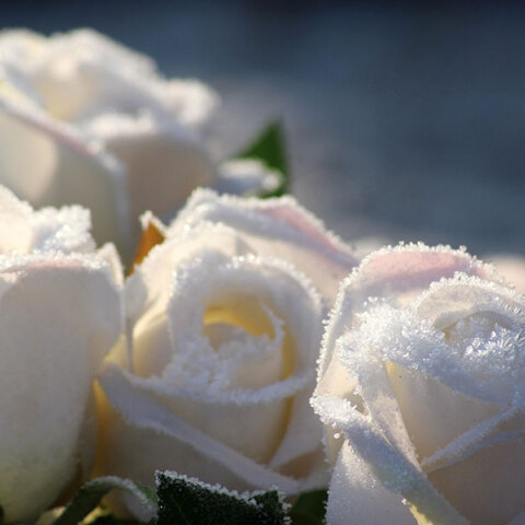 Λουλούδια - Γιορτή