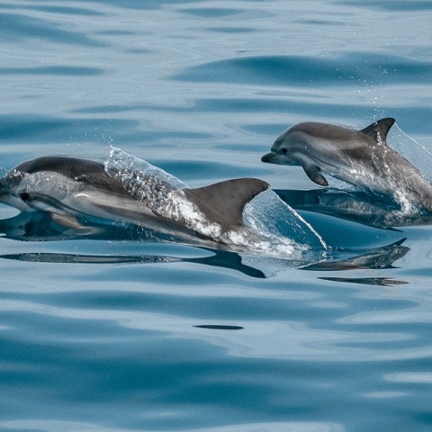 Πάνω από 100 νεκρά δελφίνια του Αμαζονίου στη Βραζιλία -  Στους 39 βαθμούς η θερμοκρασία του νερού