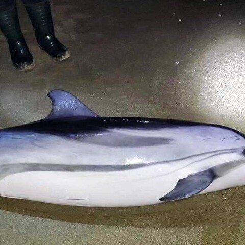 Το δελφίνι που εκβράστηκε νεκρό σε παραλία στην Καβάλα