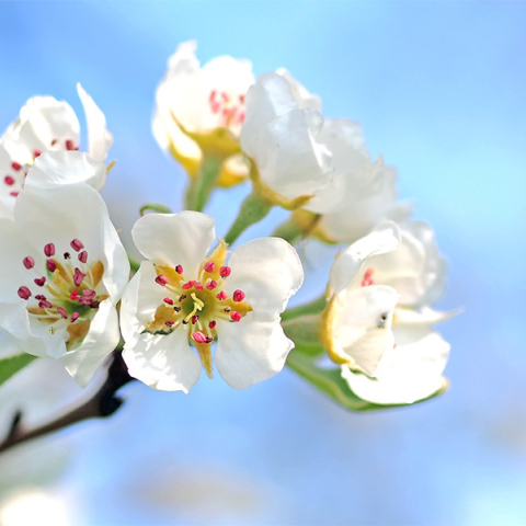 Μπουκέτο λουλούδια