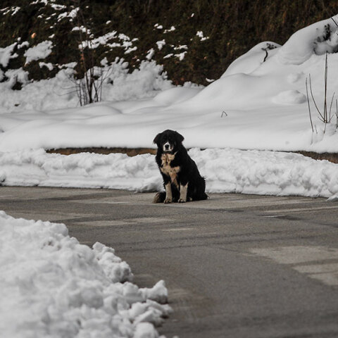 Σκύλος στα χιόνια