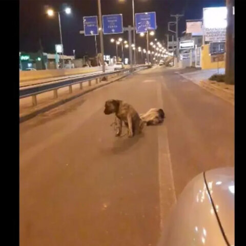 Ο σκύλος στην Κρήτη που θρηνεί τον νεκρό του φίλο στη μέση του δρόμου
