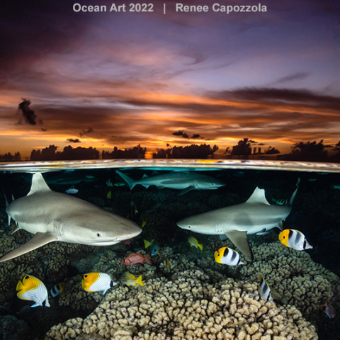 Φωτογραφία: Τα βραβεία του μεγαλύτερου διαγωνισμού κάτω από την θάλασσα