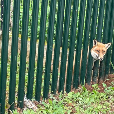 Η αλεπού στους Θρακομακεδόνες που σφήνωσε στα κάγκελα κήπου