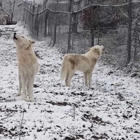 Κακοκαιρία: Οι κραυγές των λύκων στα πρώτα χιόνια