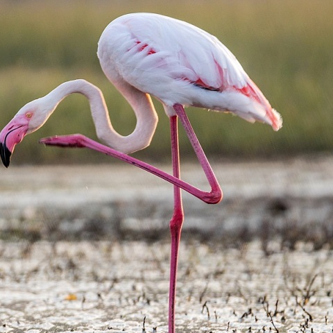 Μεσολόγγι: Πυροβόλησαν και σκότωσαν φλαμίνγκο