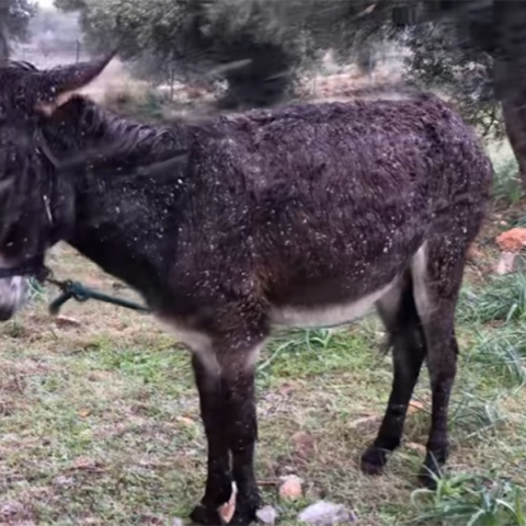 Το γαϊδουράκι που βρέθηκε δεμένο έξω στα χιόνια