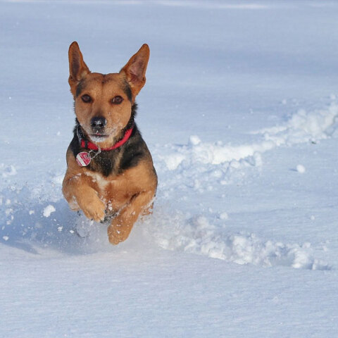 Χιόνια και αύριο Τρίτη (7/2) έχει ο καιρός