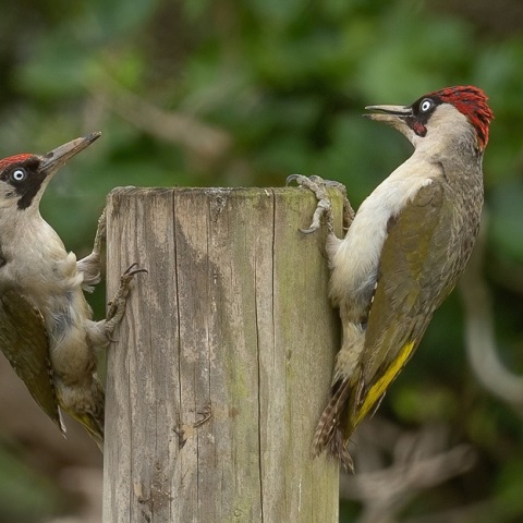 Βελανίδια Καλιφόρνια