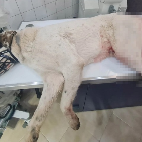 Πάτρα: Πυροβόλησε εξ' επαφής αδέσποτο σκύλο