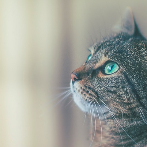 Κολωνός: Σύλληψη 33χρονου για κακοποίηση γάτας