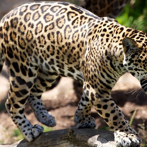 Λεοπάρδαλη στην Ινδία