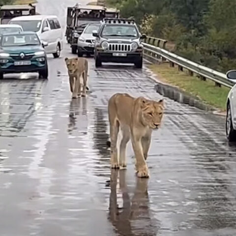 Σε λιοντάρια οφειλόταν το μποτιλιάρισμα σε δρόμο στη Νότια Αφρική