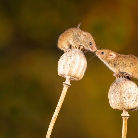 ποντίκι, ρεκόρ γκίνες