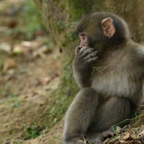 A gibbon who lived alone in her cage had a baby. Japanese zookeepers finally know how