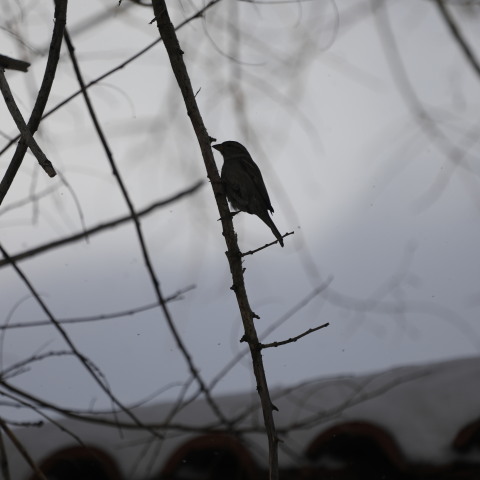 Πουλάκι σε κλαδί εν μέσω χειμώνα