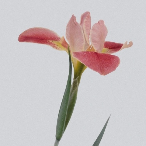 Εορτολόγιο: Σήμερα 16 Φεβρουαρίου 2023 γιορτάζει…