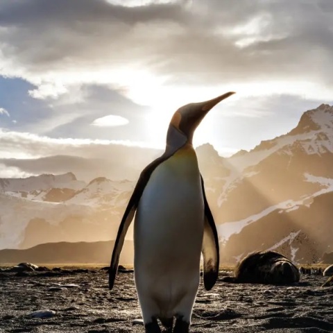 Ανταρκτική: Ο θαλάσσιος πάγος σημειώνει νέο ιστορικό χαμηλό