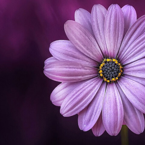 Εορτολόγιο: Σήμερα 7 Νοεμβρίου γιορτάζει…