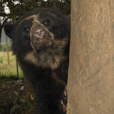 Rebellious Andean bear sneaks out of US zoo - twice