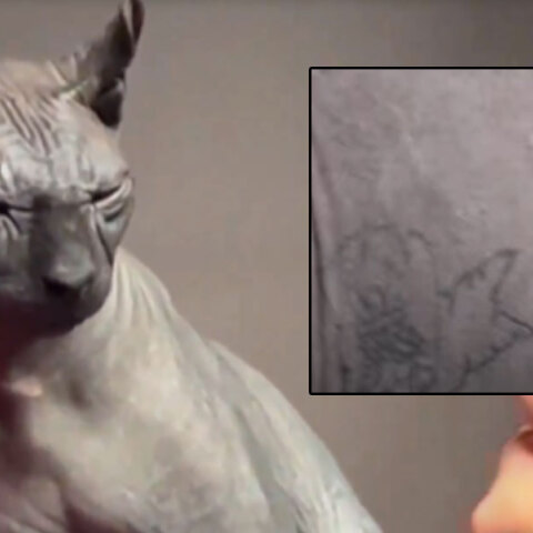 Η γάτα στο Μεξικό με το τατουάζ συμμορίας στο σώμα της