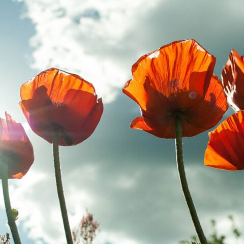 Γενικά αίθριος ο καιρός αύριο Κυριακή (26/2)