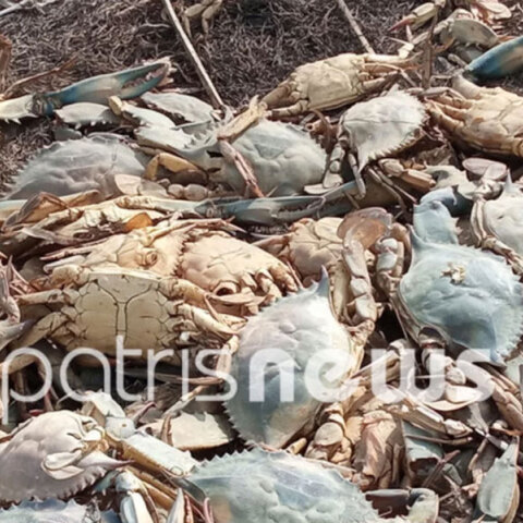 Χιλιάδες νεκρά καβούρια στη λιμνοθάλασσα Κοτυχίου